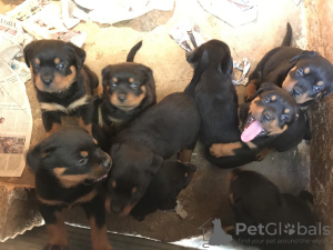 Photo №1. rottweiler - à vendre en ville de Wakeley | 549€ | Annonce №104675