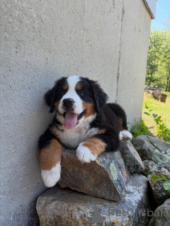Photo №3. De mignons chiots bouvier bernois prêts à partir. Allemagne