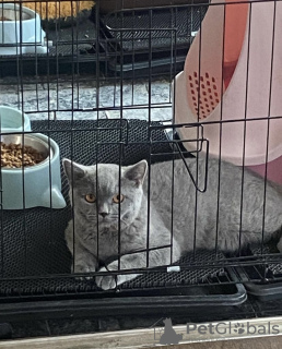 Photo №1. british shorthair - à vendre en ville de Munich | 255€ | Annonce № 108914