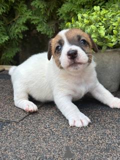 Photo №1. jack russell terrier - à vendre en ville de Pyatigorsk | 162€ | Annonce №147827