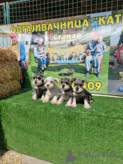 Photo №4. Je vais vendre schnauzer miniature en ville de Sabor.  - prix - négocié