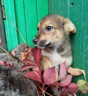 Photo №1. chien bâtard - à vendre en ville de Москва | Gratuit | Annonce №117584