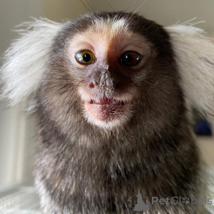 Photo №2 de l'annonce № 143850 de la vente  - acheter à Emirats Arabes Unis éleveur