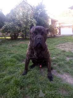 Photos supplémentaires: cane corso garçon à vendre