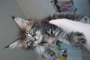 Photo №4. Je vais vendre maine coon en ville de Irkoutsk.  - prix - 485€