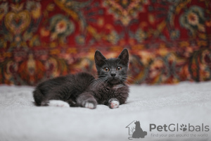 Photos supplémentaires: Le chaton fumé Funtik cherche un foyer !