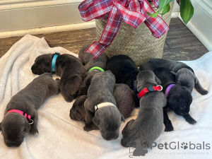 Photo №1. cane corso - à vendre en ville de Aalborg | 1€ | Annonce №173407