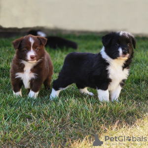 Photo №1. border collie - à vendre en ville de Paris | négocié | Annonce №120013