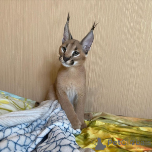 Photo №3. Adorable chaton caracal à vendre sur place. USA