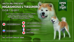 Photo №1. Service d'accouplement - race: akita (chien). Prix - Négocié