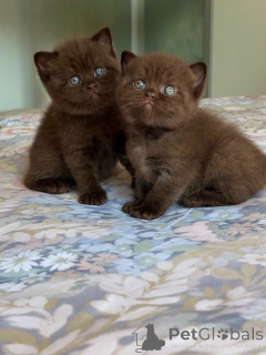Photo №1. british shorthair - à vendre en ville de Groningen | négocié | Annonce № 175232