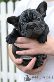 Photo №1. bouledogue - à vendre en ville de Minsk | 625€ | Annonce №173466