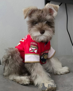 Photo №1. schnauzer miniature - à vendre en ville de Alavus | 550€ | Annonce №169114