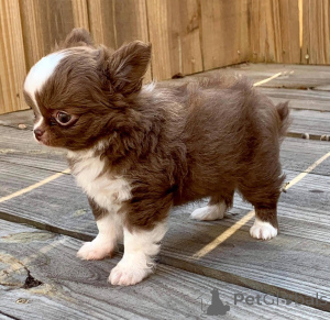 Photo №3. Szczenięta chihuahua Tasse à thé do adopcji. Pologne