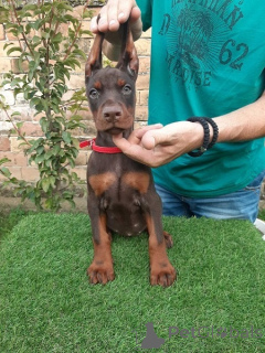Photo №2 de l'annonce № 177520 de la vente dobermann - acheter à Serbie éleveur