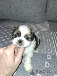 Photo №4. Je vais vendre lhassa apso, spitz allemand, spitz nain, shih tzu en ville de Vilnius. annonce privée, de la fourrière, éleveur - prix - 700€