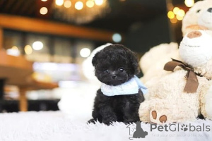 Photo №4. Je vais vendre caniche (jouet) en ville de Californie. éleveur - prix - négocié