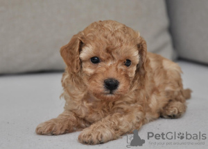 Photo №3. Mini caniches. Serbie