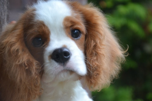 Photo №3. Chiots cavalier king charles spaniel.. Biélorussie