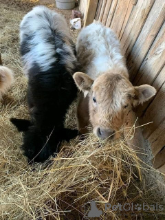 Photo №2 de l'annonce № 132674 de la vente  - acheter à Allemagne annonce privée