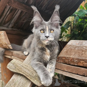 Photo №2 de l'annonce № 156994 de la vente maine coon - acheter à Suisse annonce privée