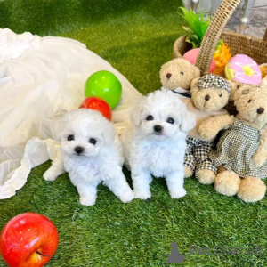 Photo №2 de l'annonce № 161035 de la vente bichon maltais - acheter à La finlande annonce privée, éleveur