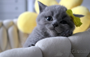 Photo №1. british shorthair - à vendre en ville de Aarbergen | 500€ | Annonce № 164513