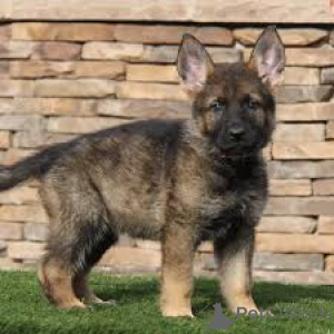 Photo №3. Chiots Berger Allemand prêts à rejoindre leur nouvelle famille. France