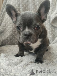 Photo №2 de l'annonce № 166528 de la vente bouledogue - acheter à Biélorussie annonce privée