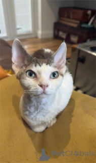 Photo №1. devon rex - à vendre en ville de Frechen | 350€ | Annonce № 154583