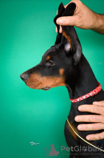 Photo №1. dobermann - à vendre en ville de Aleksinac | négocié | Annonce №121890