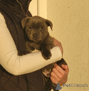 Photo №3. Chiots Staffordshire Bull Terrier. Pays Bas