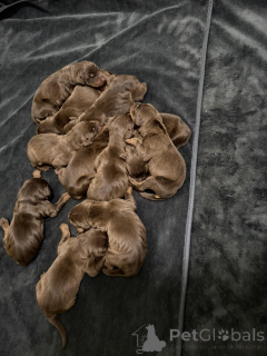 Photo №2 de l'annonce № 163388 de la vente dobermann - acheter à Pologne 