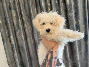 Photo №1. bichon à poil frisé - à vendre en ville de Bucharest | 500€ | Annonce №101927