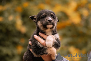 Photo №1. chien bâtard - à vendre en ville de Москва | Gratuit | Annonce №82449