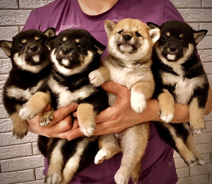 Photo №1. shiba - à vendre en ville de Perm | Négocié | Annonce №5647