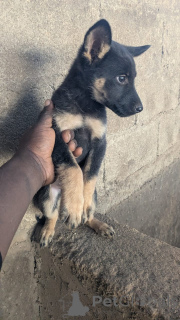 Photo №2 de l'annonce № 166113 de la vente berger allemand - acheter à Allemagne 