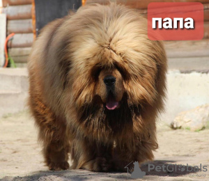 Photo №1. dogue du tibet - à vendre en ville de Москва | 1478€ | Annonce №35880