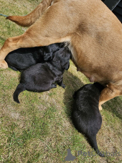 Photo №1. labrador retriever - à vendre en ville de Rovaniemi | 490€ | Annonce №168902