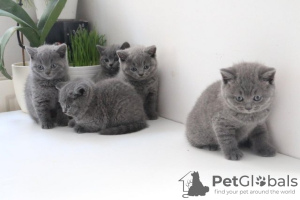 Photo №1. british shorthair - à vendre en ville de Wiesbaden | 450€ | Annonce № 124002