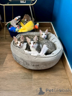 Photo №2 de l'annonce № 163744 de la vente persan - acheter à La finlande annonce privée, de l'abri