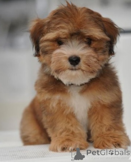 Photo №2 de l'annonce № 168381 de la vente bichon havanais - acheter à Suède annonce privée, éleveur