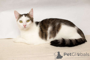 Photo №2 de l'annonce № 149226 de la vente  - acheter à Biélorussie annonce privée