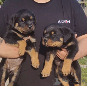 Photo №4. Je vais vendre rottweiler en ville de Jagodina. annonce privée - prix - négocié