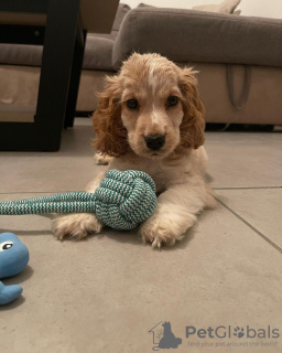 Photo №2 de l'annonce № 119847 de la vente cocker spaniel anglais - acheter à Bosnie et Herzégovine annonce privée