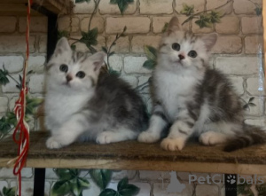 Photo №3. Chatons Munchkin. Allemagne