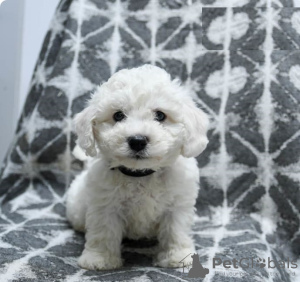 Photo №1. bichon à poil frisé - à vendre en ville de Никосия | 600€ | Annonce №103922