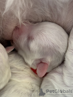 Photo №4. Je vais vendre bichon à poil frisé en ville de Jena. annonce privée - prix - 584€