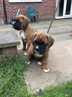 Photo №1. boxer - à vendre en ville de Berlin | négocié | Annonce №156756