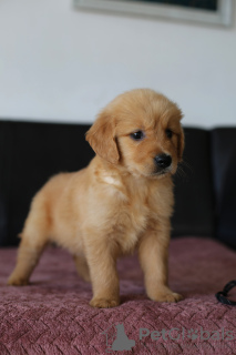 Photo №2 de l'annonce № 62309 de la vente golden retriever - acheter à Pologne éleveur